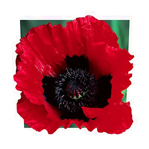 Park Seed Poppy Flower Plant Seeds, Easy to Grow, Perfect for Spring Garden, Great Scarlet, Pack of 100
