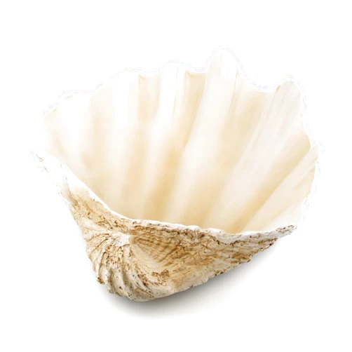Afadorable Resin Seashell Decorative Bowl for Home Decor, Large Clam Shell Bowl for Coffee Table Centerpiece Kitchen Counter, Sea Shell Key Bowl for Entryway Table (Beige)