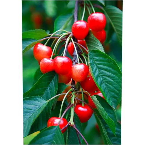 ZTOES Garden Plant Seeds Fruit Tree Seeds Cherry Tree Seeds 20+ Fresh Rainier Sweet Yellow Red Golden Cherry Plant Tree Seeds