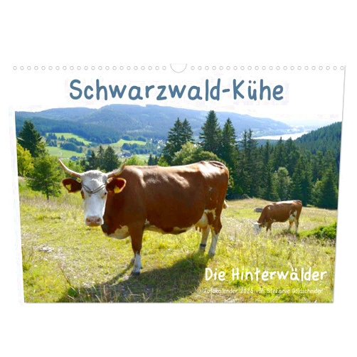 CALVENDO Schwarzwald-Kühe - Die Hinterwälder (Wandkalender 2025 DIN A3 quer), CALVENDO Monatskalender [Calendar] Stefanie Goldscheider, Biothemen
