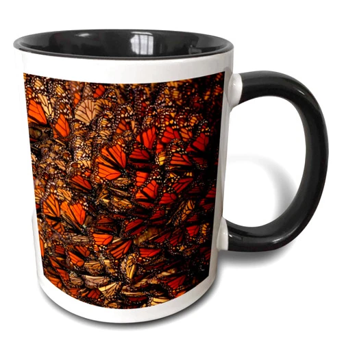 3dRose Mexico Monarch Butterfly (Danaus plexippus) -SA13 GJE0047-Gavriel Jecan Two Tone Mug, 11 oz, Black/White