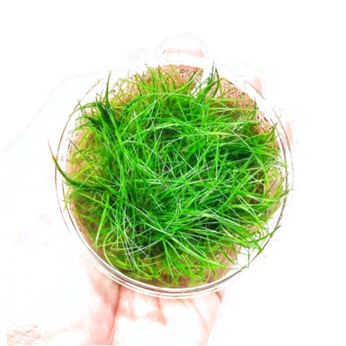 PLANTEREST Dwarf Hairgrass Eleocharis Sp 1 Mini Tissue Culture Cup Freshwater Live Aquarium Plants Decoration BUY2GET1FREE