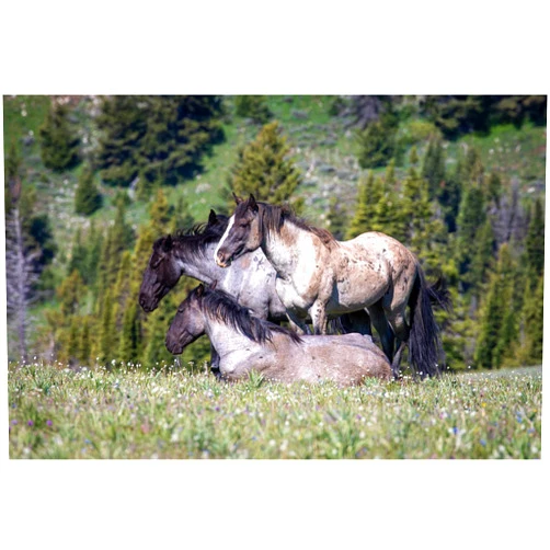 Handmade Fine Art Print of Wild Blue Roan Mustangs at the Pryor Mountains, Wild Horse Decor, Canvas or Photo Print of Mustang Horses