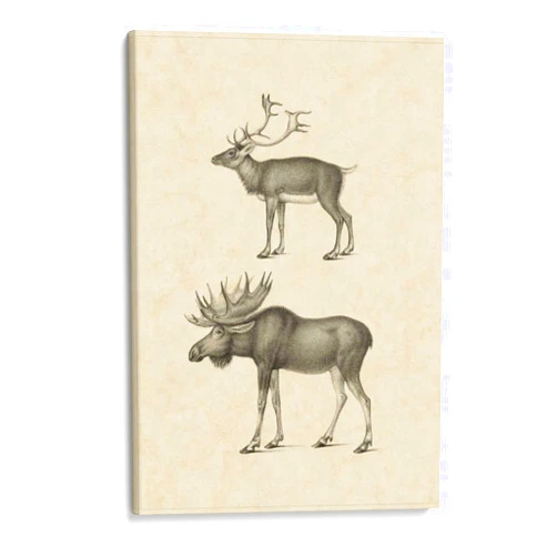 Canvas Lab Canvas Wall Art Decor Vintage Elk by the Artist Vision Studio – Size: 16 x 24 in - Art subject: Animals,Nature,Nature and animals,Wildlife