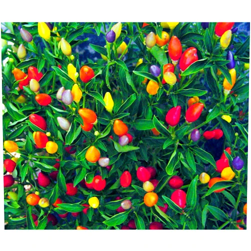 CEMEHA SEEDS Seeds Rare Pepper Ornamental Dwarf Mix Vegetable Indoor Heirloom Organic Non-GMO