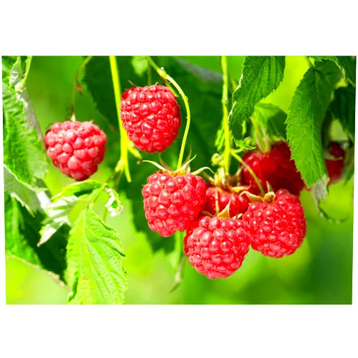 Seeds Of Strength Packet of 200 pcs Red Raspberry Seeds