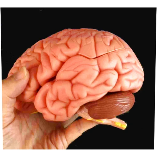 Wellden Medical Anatomical Brain Model, 8 Parts, Life Size