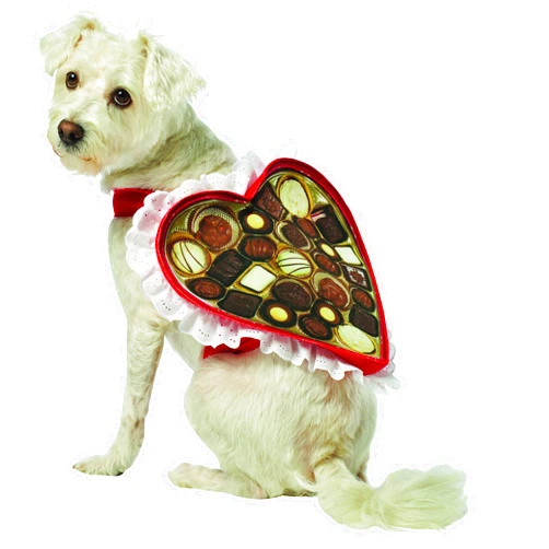 Rasta Imposta Chocolate Box Dog Costume, X-Small