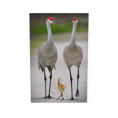 PYFXSALA Wild Animals Sandhill Crane And Bdby Canvas Poster Bedroom Decor Sports Landscape Office Room Decor Gift,Canvas Poster Wall Art Decor Print Picture Paintings for Living Room Bedroom Decoration 20x30in