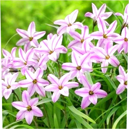 GardenSeedsMarket Ipheion - Starflower -