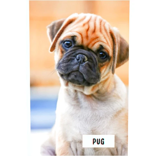 By Yenx D16 Publishing (Author) Pug: Composition Notebook For Pug Lovers , Pug Lined Journal ,6x9 Inches , 110 Pages ,Pug Diary