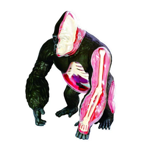 TEDCO Famemaster 4D Vision Gorilla Anatomy Model