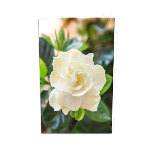 HERSIL Lovely White Gardenia Flower Blossom Canvas Poster Bedroom Decor Sports Landscape Office Room Decor Gift,Canvas Poster Wall Art Decor Print Picture Paintings for Living Room Bedroom Decoration 8x12inc