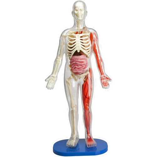 SMARTLAB Toys Squishy Human Body with 21 Removable Body Parts with Anatomy Book