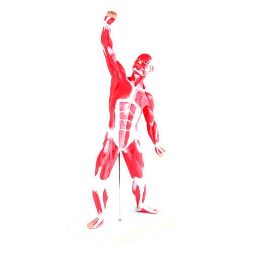 Mondo Medical MonMed Human Muscle Model – 20in Mini Human Muscle Figure Human Anatomy Muscle Model Muscular System Model