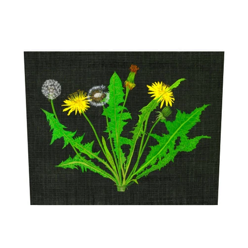 Trademark Fine Art Wild Dandelion I by Melissa Wang, 18x24