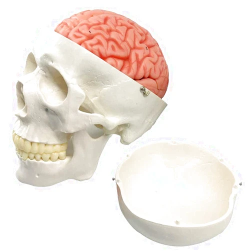 EVOTECH SCIENTIFIC Human Skull and Brain Model, 11 Parts, Life Size, Anatomical Human Head Model W/Brain, Human Skull, for Medical Teaching Learning, Medical Students and Kids Education Display Tool