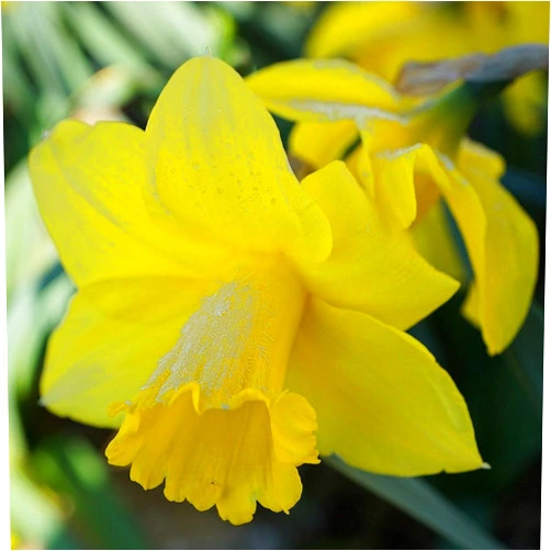 Boekee's Nursery 10 Quality Daffodil Bulbs - Tête-à-tête (Small, Yellow) - Freshly Imported from Holland