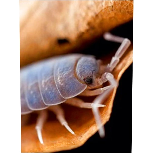 Pocket Pets 30 Color Changing Blue Merle Roly Polys, Rolie Polie Isopods. Order only if Your Next 5 Day Forecast temperatures are Between 20 and 95 Degrees.