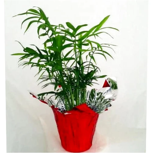 Generic Victorian Parlor Palm Chamaedorea - 4