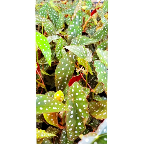 3exoticgreen Begonia Maculata Angelwing: Rare Live Houseplants - Fully Rooted Indoor Plants in 3