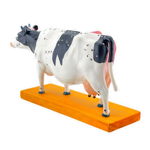 KASFDBMO Anatomical Cattle Model for Hospital Lab Teaching Prop Cow Anatomy Model for & Moxibustion Cow Anatomy Model Anatomy Model Cow Anatomy Model Animal Anatomy Model