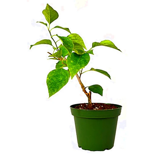 9GreenBox - Pink and White Kona Bougainvillea - 4'' Pot