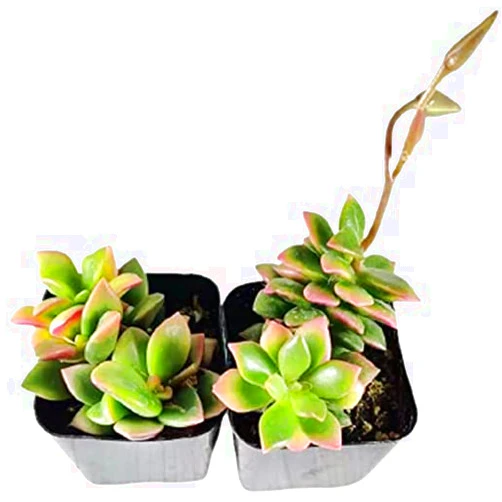 FOlIAGEMS Live Succulent Plants from USKC (Two 2