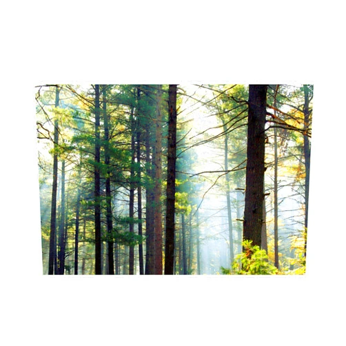 Trademark Fine Art 'Shrouded Forest II' Canvas Art by Willow Way Studios Inc 12x19