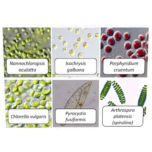 Algae Research Supply Algae Culture for Six Strains, Perfect for School Science Fairs/Projects, Experiments & Classrooms