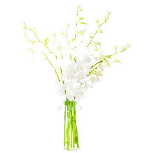 KaBloom Flowers - Mother's Day Collection - Exotic Perla White Orchid Bouquet of White Orchids with Vase - Gift for Birthday, Thank You, Valentine, Mother’s Day Fresh Flowers