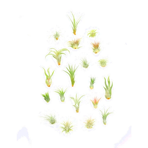 Shop Succulents | Assorted Collection | Variety of Species, Tropical House Plant for Home Décor, DIY Terrariums, 20-Pack