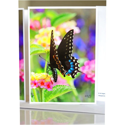 Handmade Butterfly Notecards | La Pea Patch Swallowtail Butterfly Stationery Set of (6) | Blank All Occasion Cards | Butterfly Gifts