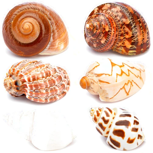Deauepu® Premium Hermit Crab Shells 6PCS (6 Types) | Good for Medium to Large Hermit Crabs | Opening Size: 1