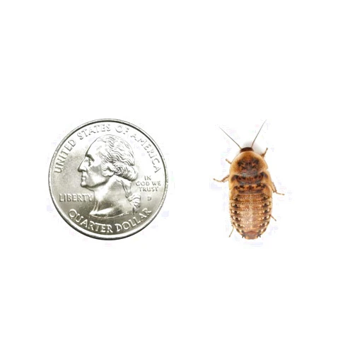 Dubia.com 50 Medium 3/4 Inch Dubia Roaches Live, Ideal for Amphibians & Invertebrates, Nutritious & Easy to Keep Live Cockroaches, Perfect for Reptiles, Birds, Rodents, Fish, and More