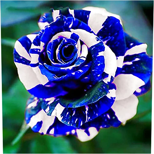 QAUZUY GARDEN 20 Blue Dragon Rose Rosa Seeds for Planting | Rare Striking Beautiful Stripe Rose Bush Seed for Garden Yard & Attract Pollinators