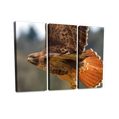 HABEN ARTWORK red Tailed Hawk Flying Close up Bright Tail Feathers Pacific Northwest Print On Canvas Wall Artwork Modern Photography Home Decor Unique Pattern Stretched and Framed 3 Piece