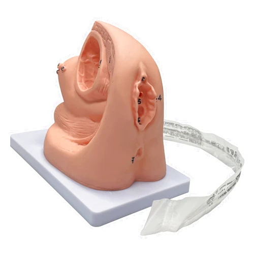 LXT PANDA Catheterization Model, Medical Practice Traning Model, Female Internal and External Catheterization Model- PVC Manikin Teaching Model - for Gynecology Medical Educational Training Aid.