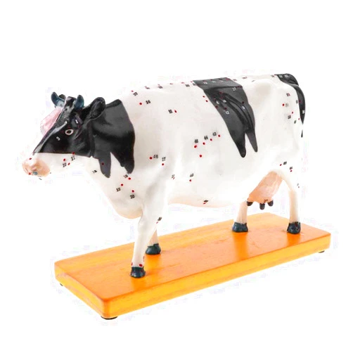 JYCCH Cattle Acupuncture Model - Dissection Cattle Cow Anatomy Anatomical Acupuncture Model - for Study Teaching Display Medical Model