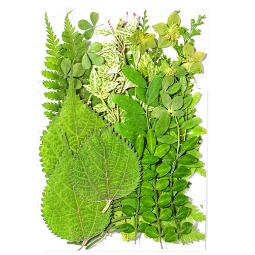 TopFunny 35Pcs Dried Pressed Flowers Leaves for Crafts Art DIY Preserved Natural Herbs Ferns Real Assorted Dry Greenery Leaves Plant Leaf for Resin Paper Making Bookmarks Decor Cakes Candles Handmade Green