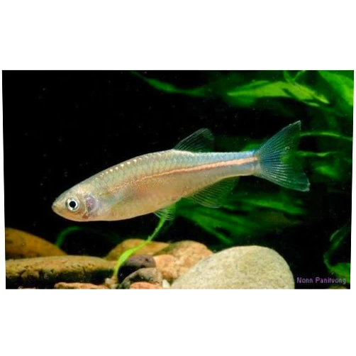 Bubbacare Pearl Danio