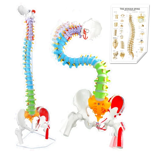 EVOTECH SCIENTIFIC EVOTECH Flexible Painted Human Spine Model for Anatomy, 34.8 Inches Life-Size Painted Flexible Spine Model with Stand, Chiropractic with Pelvis, Spine, Nerves and Vertebrae, Anatomical Spine Model