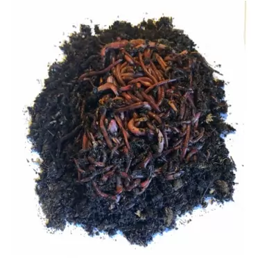Nature's Little Recyclers 1,000+ Red Worms, Red Wigglers, Compost Earthworms, Organic, Sustainably Raised