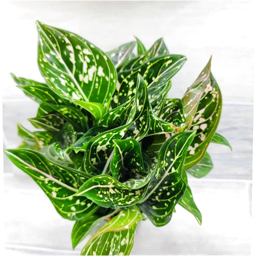 3exoticgreen Chinese Evergreen Plant - Aglaonema Siti Nurhaliza Tom's Pride - Rare Exotic White Splash Live Indoor House Plant in 4 Inch Nursery Pot, Ideal for Housewarming Gift or Office Decor by 3exoticgreen