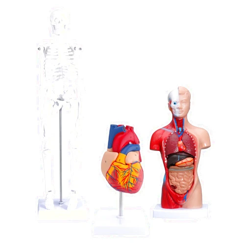 Faruijie Human Heart & Body Torso & Skeleton Anatomy Model - Anatomical Assembly Model of Human Organs Mini Human Skeleton Model with Movable Arms and Legs for Medical Student Educational Kit