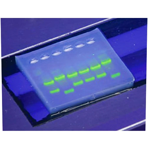 Edvotek Inc SYBR Safe DNA Stain, 10,000X Concentrate, Green, 25.36 Fl Oz