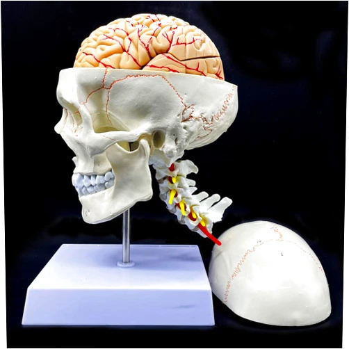 XINDAM Human Skull with Brain and Cervical Vertebra Anatomical Model Life-Size Anatomy for Science Classroom Study Display Teaching Model