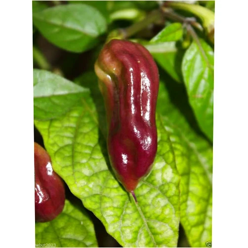 Bhut Jolokia Pepper PURPLE Bhut Jolokia/Ghost Chili (10 RARE Seeds) Beautiful and Hot !
