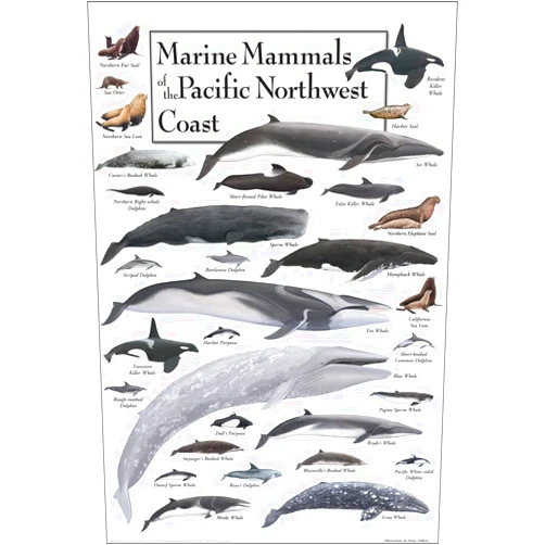 Earth Sky + Water - Marine Mammals of the Pacific Northwest Coast - Poster