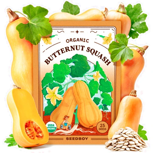 Seedboy Organic Winter Squash Seeds for Planting Indoor and Outdoor, Non-GMO and USDA Certified Vegetable Seed Packet for Hydroponic Garden Indoor or Planting Outdoors (Butternut Squash)